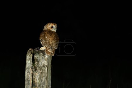 Photo for Tawny Owl, Strix aluco, perched on a gate post - Royalty Free Image