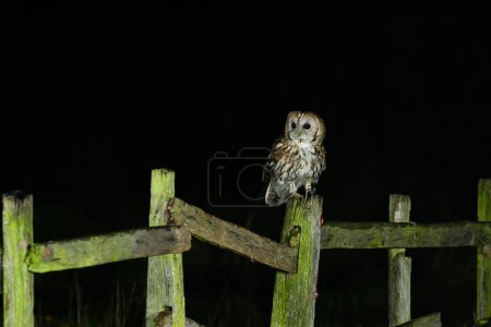 Photo for Tawny Owl, Strix aluco, perched on a fence post - Royalty Free Image