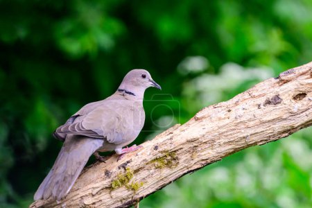 Photo for Collared Dove, Streptopelia decaocto, perched on branch - Royalty Free Image