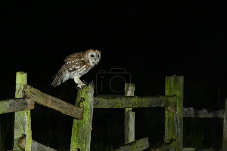 Photo for Tawny owl, Strix aluco, perched on a gate post - Royalty Free Image