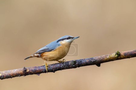 Photo for Nuthatch, Sitta Europaea, in a woodland setting perched on a branch, clear, beige background - Royalty Free Image