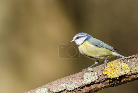 Photo for Blure tit, Cyanistes caeruleus, perched on a lichen covered branch - Royalty Free Image