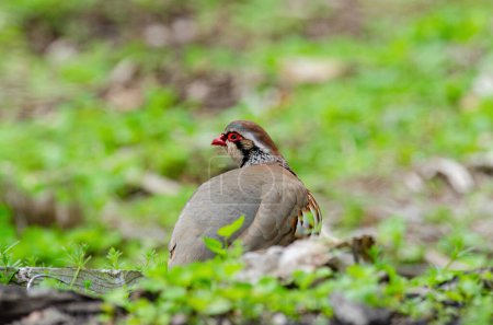 Photo for Red legged Partridge, Alectoris rufa, in a woodland setting - Royalty Free Image