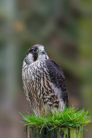 Téléchargez les photos : Faucon pèlerin, Falco peregrinus, perché sur un poteau de clôture. Vue de droite, vue frontale. - en image libre de droit