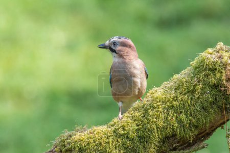 Photo for Eurasian Jay, Garrulus Glandarius, perched on a moss-covered log against a blurred green background - Royalty Free Image