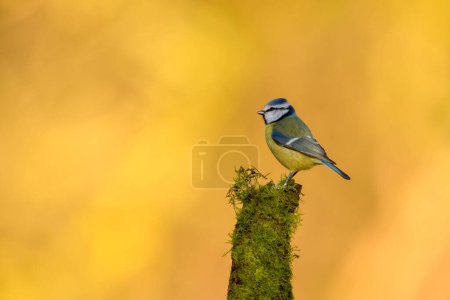 Photo for Blue Tit, Cyanistes Caeruleus, perched on a tree branch against a blurred background. Winter. - Royalty Free Image