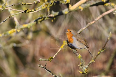 Photo for Eurasian Robin, Erithacus Rubecula, Perched on a tree branch, singing. Winter,side biew, looking left - Royalty Free Image