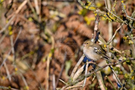 Photo for Female Chaffinch, Fringilla coeleb, Perched on a tree branch, winter, Side view lookiing left - Royalty Free Image