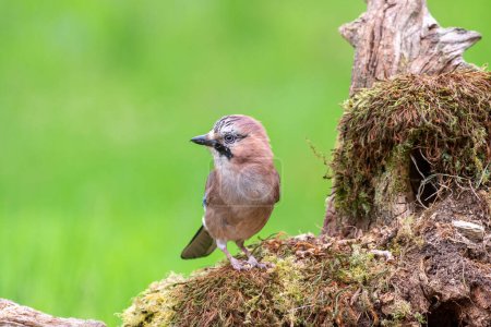 Photo for Jay, Garrulus glandarius, perched on a tree stump, covered with moss and lichen - Royalty Free Image