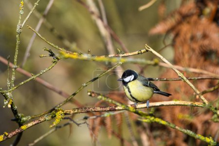 Photo for Great Tit, Parus major, Perched on a tree branch, winter, side view, looking left - Royalty Free Image