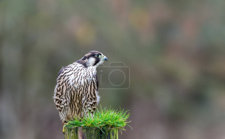 Téléchargez les photos : Faucon pèlerin, Falco peregrinus, perché sur un poteau de clôture. - en image libre de droit