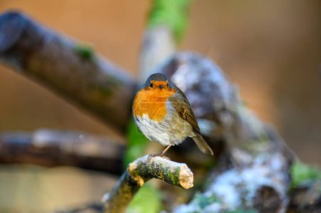 Photo for Robin, Erithacus rubecula, perched on a branch, looking ahead - Royalty Free Image
