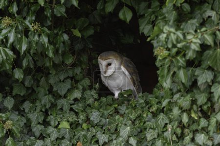 Photo for Barn owl, Tyto Alba, captured in a wiindow surrounded by ivy - Royalty Free Image