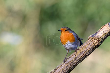 Photo for Robin, Erithacus rubecula, perched on a frosty branch, looking left - Royalty Free Image