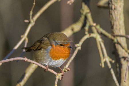 Photo for Robin, Erithacus rubecula, perched on tree branch.Side view, looking right - Royalty Free Image