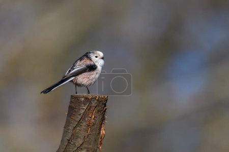 Photo for Lobg Tailed Tit, Aegithalos caudatus, perched on a tree stump. winter, side view looking right. - Royalty Free Image