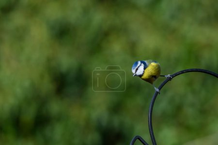 Foto de Blue Tit, Cyanistes Caeruleus, perched on a bird feeder against a blurred background. Winter. Side view, looking left - Imagen libre de derechos
