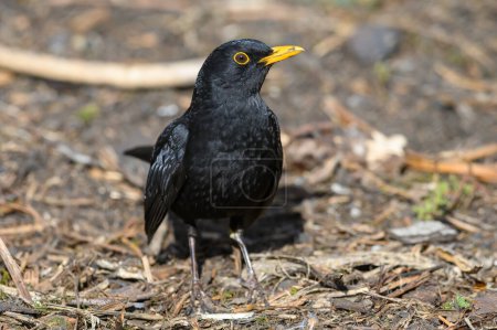 Photo for Blackbird, Turdus Merula, foraging on the ground. front view, looking right - Royalty Free Image
