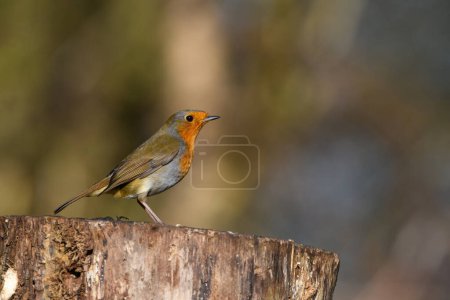 Photo for Eurasian Robin, Erithacus Rubecula, Perched on a tree stump, Winter,side view, looking right. - Royalty Free Image