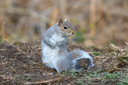 Photo for Grey squirrel, Sciurus carolinensis, standing upright. Looking right - Royalty Free Image