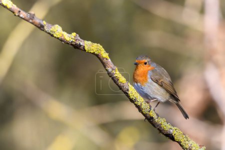 Photo for Eurasian Robin, Erithacus Rubecula, Perched on a lichen covered tree branch, Winter,side view, looking left - Royalty Free Image