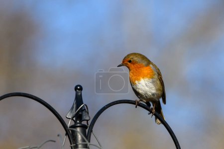 Photo for Eurasian Robin, Erithacus Rubecula, Perched on a bird feeder, Winter,side view, looking left. - Royalty Free Image