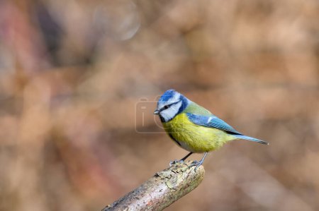 Téléchargez les photos : Blue Tit, Cyanistes Caeruleus, perched on a tree branch against a blurred background. Winter. Side view, lookiing left - en image libre de droit
