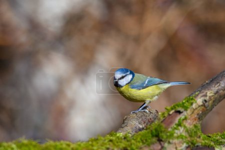 Photo for Blue Tit, Cyanistes caeruleus, perched on a branch. - Royalty Free Image