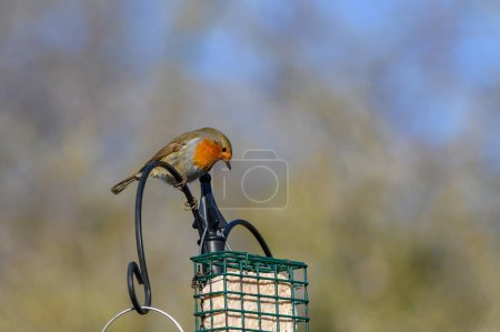Téléchargez les photos : Robin des bois, Erithacus Rubecula, Perché sur une mangeoire à oiseaux. Hiver, vue latérale, regardant à droite et vers le bas - en image libre de droit