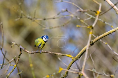 Photo for Blue Tit, Cyanistes Caeruleus, perched on a tree branch against a blurred background. Winter. - Royalty Free Image