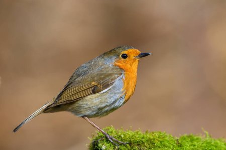 Photo for Eurasian Robin, Erithacus Rubecula, Perched on a moss covered tree branch, Winter,side view, looking right - Royalty Free Image