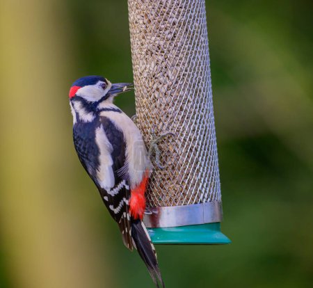 Great spotted woodpecker, Dendrocopos major, Eating seed from a bird feeder.