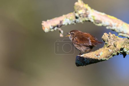 Photo for Wren, Troglodytes troglodytes, perched on a lichen covered branch.  Singing, Looking left - Royalty Free Image