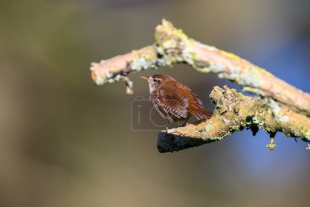 Photo for Wren, Troglodytes troglodytes, perched on a lichen covered branch. Looking left - Royalty Free Image