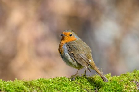 Photo for Eurasian Robin, Erithacus Rubecula, Perched on a moss covered tree branch, Winter, front view, looking left - Royalty Free Image