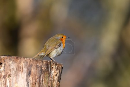 Photo for Eurasian Robin, Erithacus Rubecula, Perched on a tree stump, Winter,side view, looking right. - Royalty Free Image