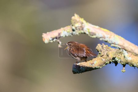 Photo for Wren, Troglodytes troglodytes, perched on a lichen covered branch.  Singing, Looking left - Royalty Free Image