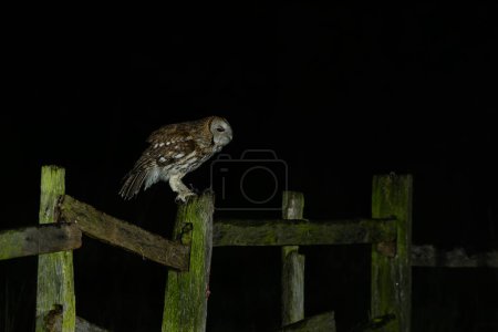 Photo for Tawny Owl, Strix aluco, perched on a post on famland - Royalty Free Image