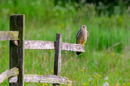 Foto de Cernícalo, Falco tinnunculus, posado en una cerca en tierras de cultivo - Imagen libre de derechos