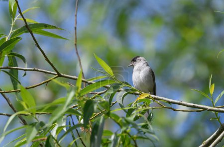 Photo for Blackcap, Sylvia Atricappila, perched on a tree branch - Royalty Free Image