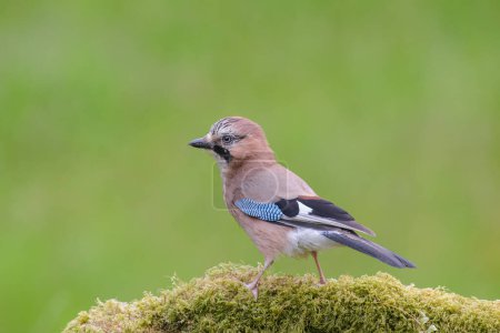 Photo for Jay, Garralus glandarius, perched on a moss-covered branch - Royalty Free Image