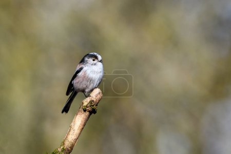 Photo for Long tailed tit, Aegithalos caudatus, perched on a lichen covered tree branch. Side view, looking right - Royalty Free Image