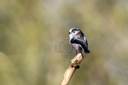 Photo for Long tailed tit, Aegithalos caudatus, perched on a tree branch. Rear view, looking left - Royalty Free Image