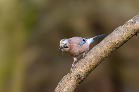 Photo for Jay, Garrulus glandarius, perched on a branch - Royalty Free Image