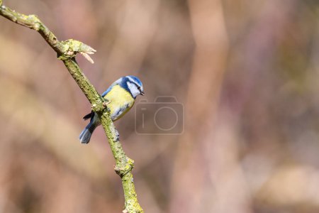 Photo for Blue Tit, Cyanistes caeruleus, perched on a branch, looking right - Royalty Free Image