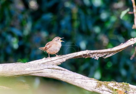 Photo for Wren, Troglodytes troglodytes, singin from a tree branch looking right - Royalty Free Image