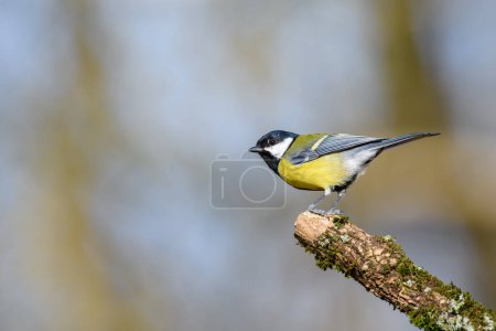 Photo for Great Tit, Parus major, perched on a tree branch. looking left - Royalty Free Image