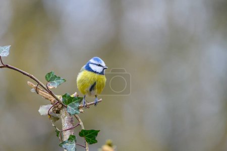 Photo for Blue Tit, Cyanistes caerulius, perched on an Ivy covered branch - Royalty Free Image