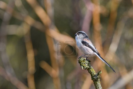 Photo for Long tailed tit, Aegithalos caudatus, perched on a lichen covered branch. Side view looking left - Royalty Free Image