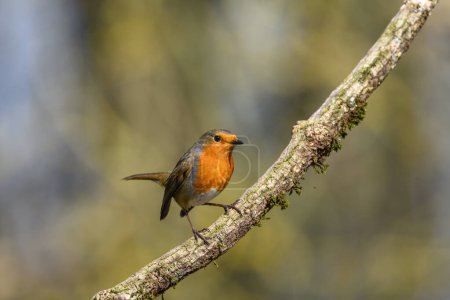 Photo for Robin, Erithacus rubecula, perched on a moss covered branch, looking right - Royalty Free Image